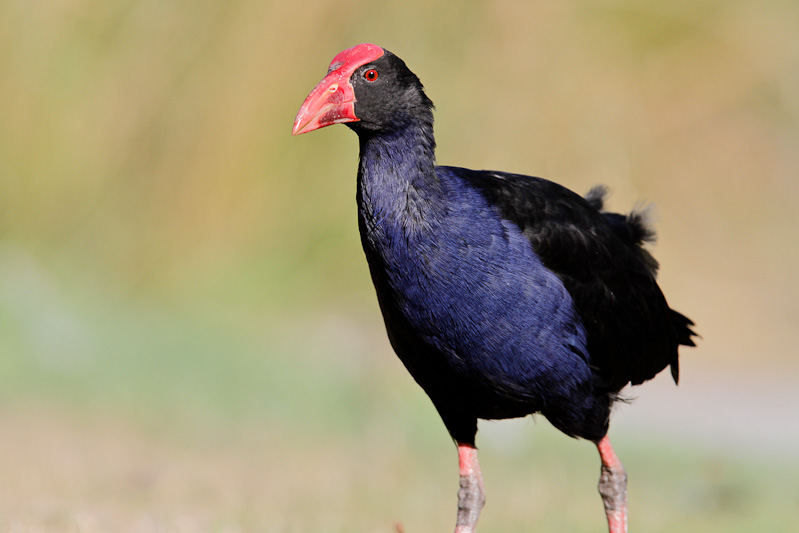 Pukeko