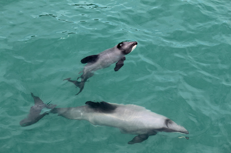 Hector's dolphin