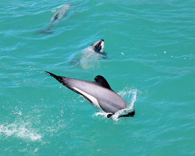 Hector's dolphin