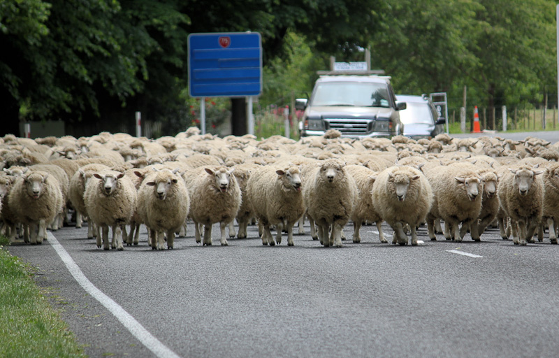 Sheep