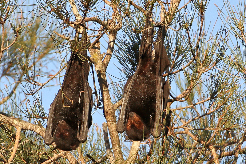 Black Flying Fox Bat