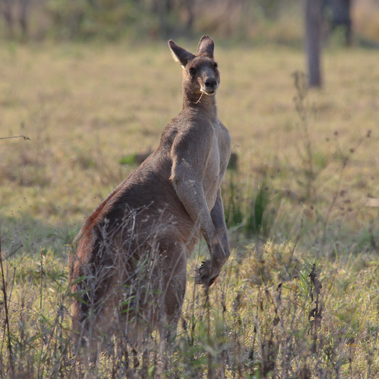 Grey Kangaroo