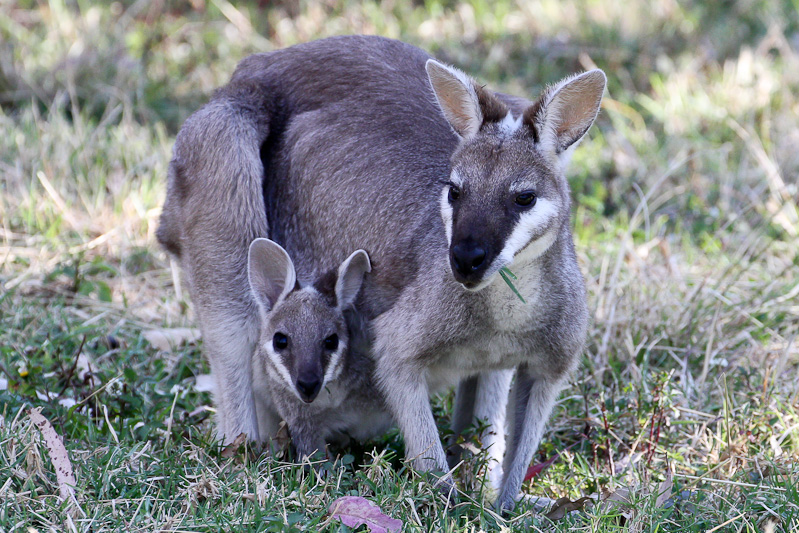 Whiptail Wallaby