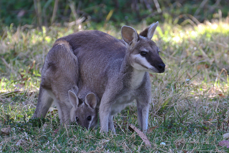 Whiptail Wallaby