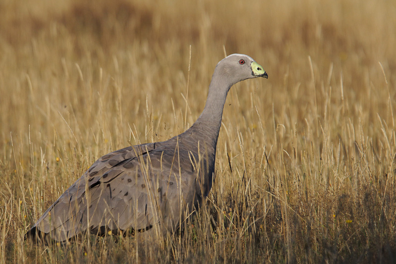 Cape Barron Goose