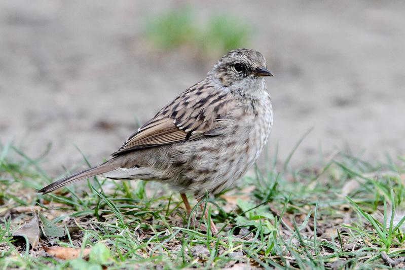 Dunnock