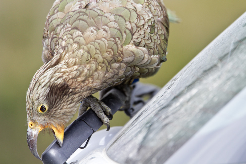 Kea
