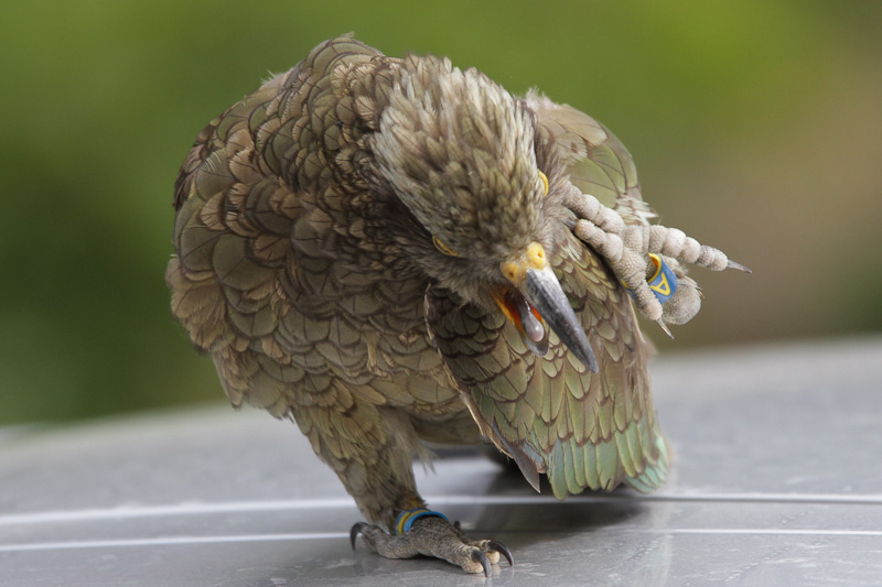 Kea