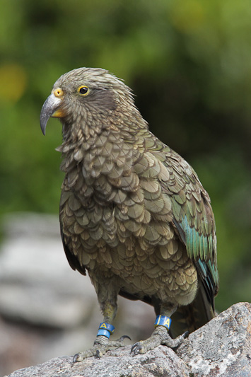 Kea