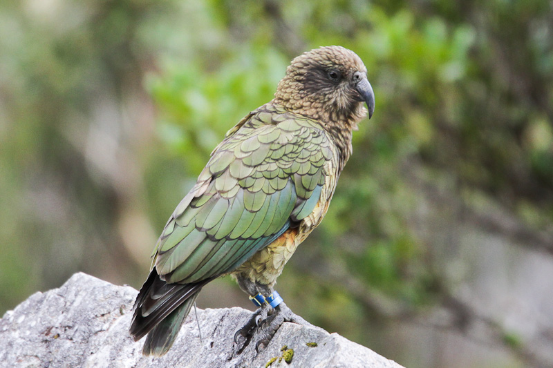 Kea