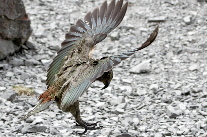 Kea