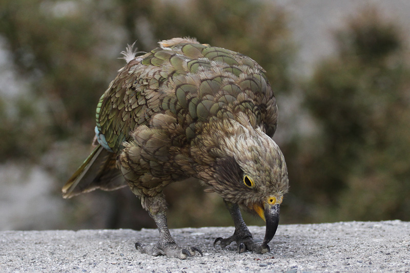 Kea