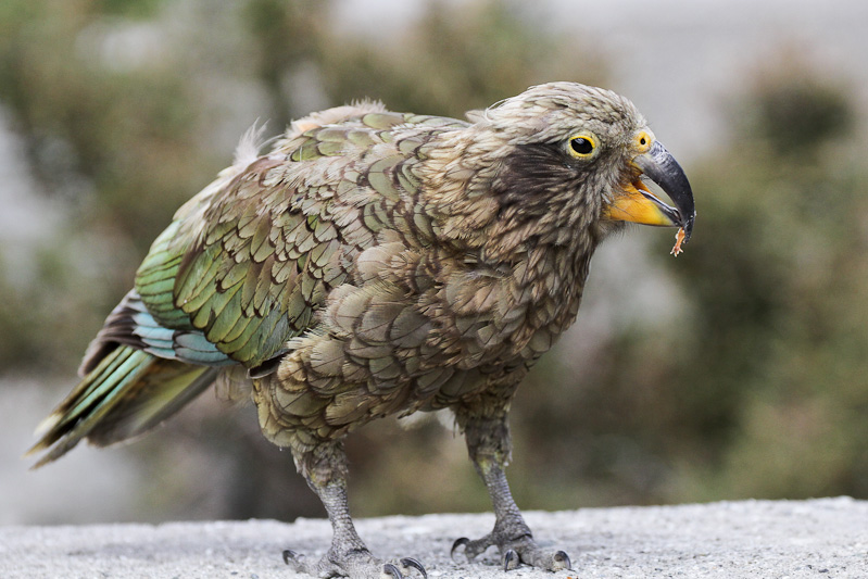 Kea