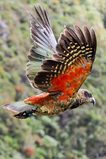 Kea