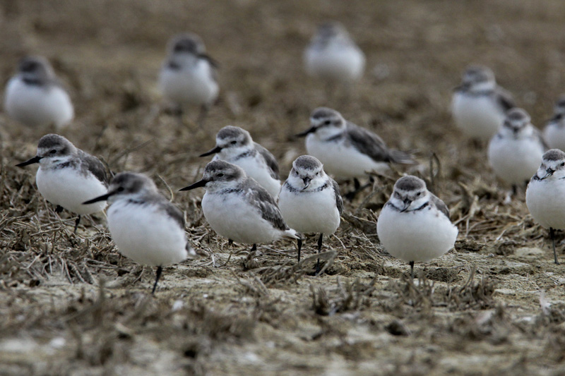 Wrybill