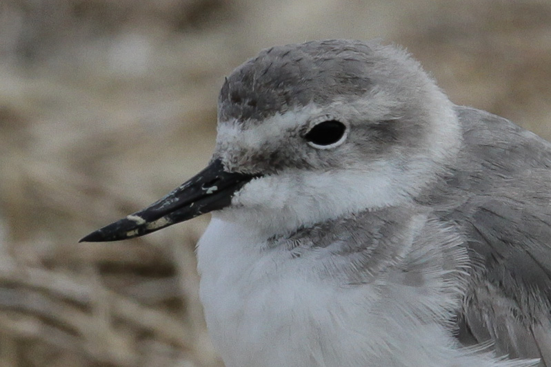 Wrybill