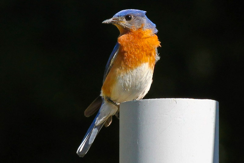 Eastern Bluebird