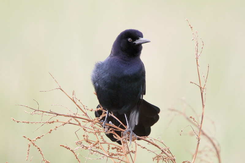Boat-tailed Grackle