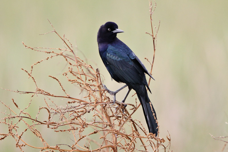 Boat-tailed Grackle