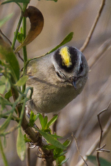 Golden-crowned Kinglet