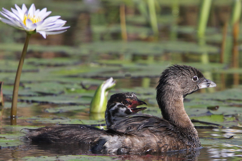 Pied-billed Grebe