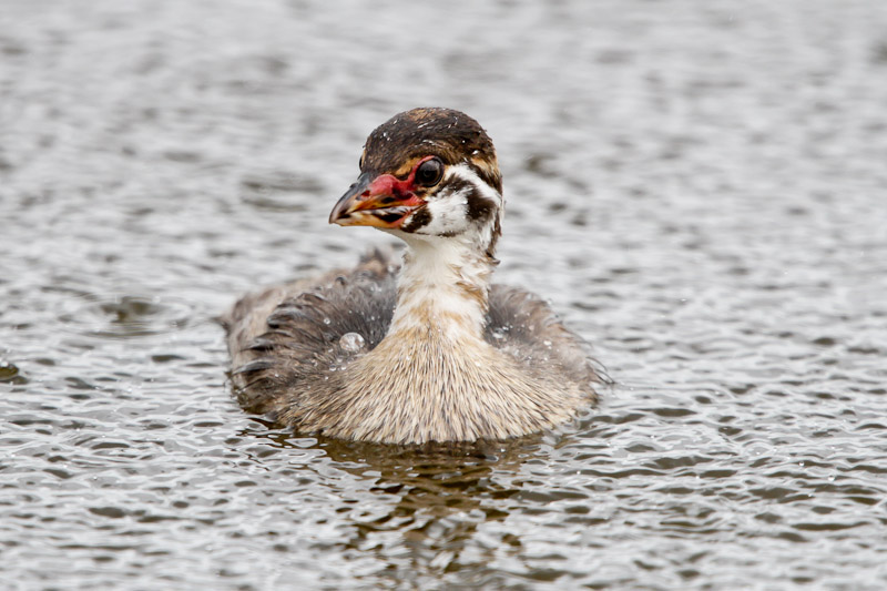 Pied-billed Grebe