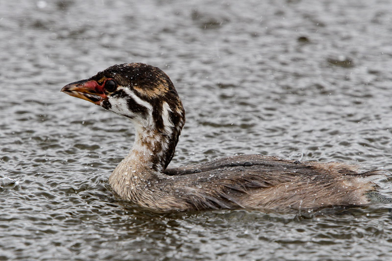 Pied-billed Grebe