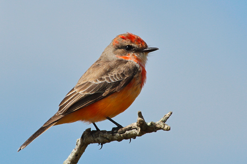 Vermilion Flycatcher