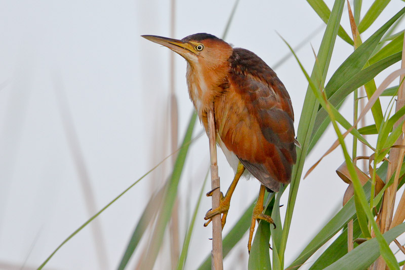 Least Bittern