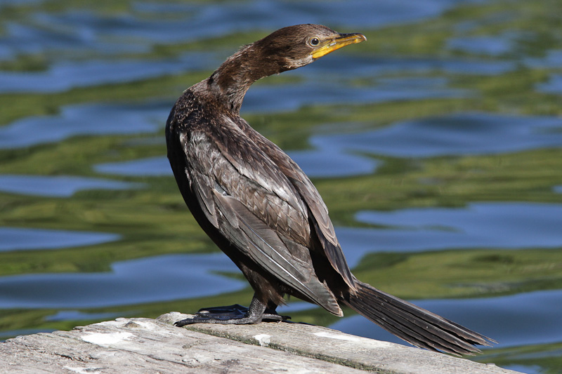 Little Shag