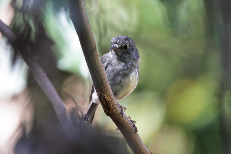 North Island Robin