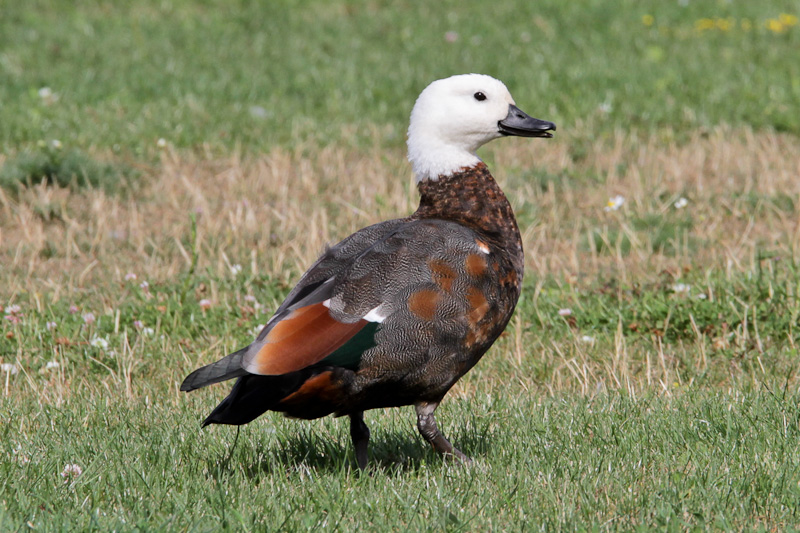Paradise Shelduck