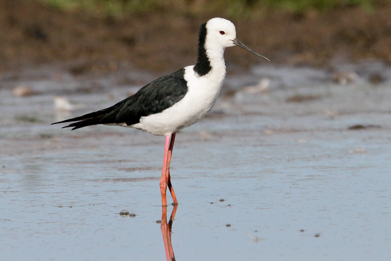 Pied Stilt