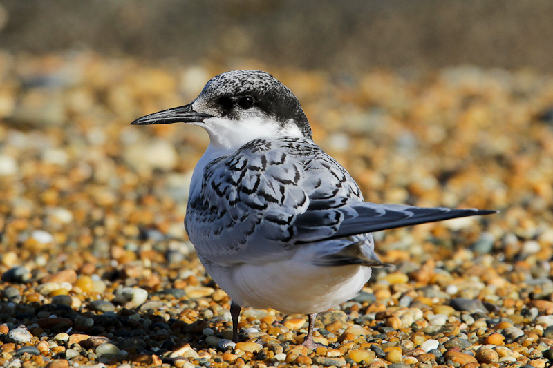 White-fronted Tern