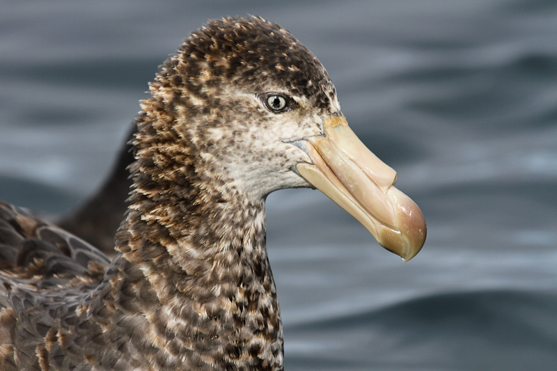 Northern Giant Petrel