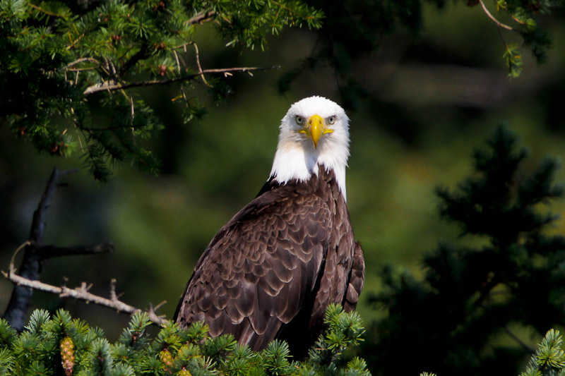 Bald Eagle