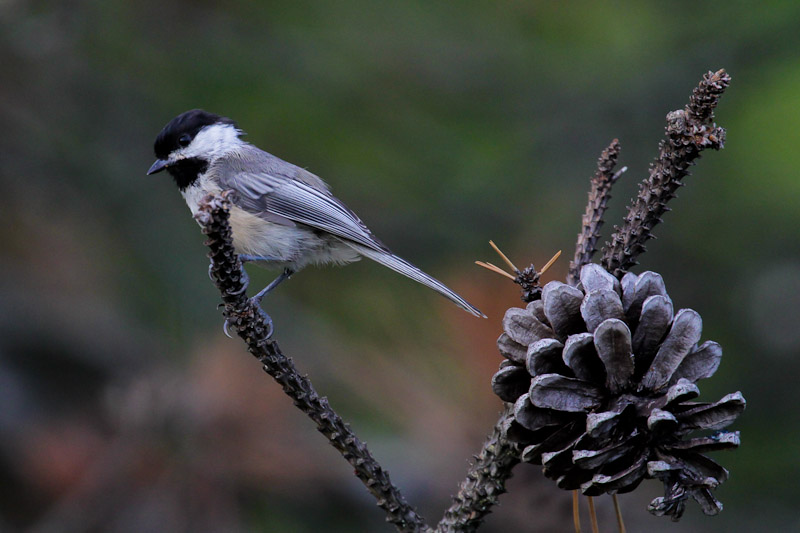 Chickadees, Titmouse, Bushtit, Verdin