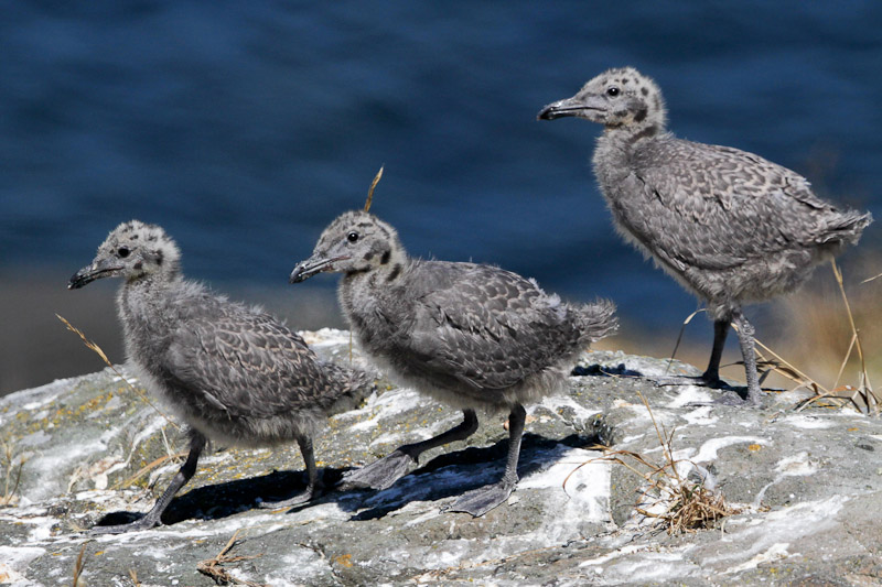 Glaucous-winged Gull 