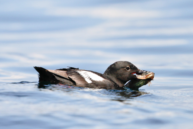 Pigeon Guillemot 