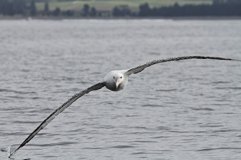 Gibson Wandering Albatross