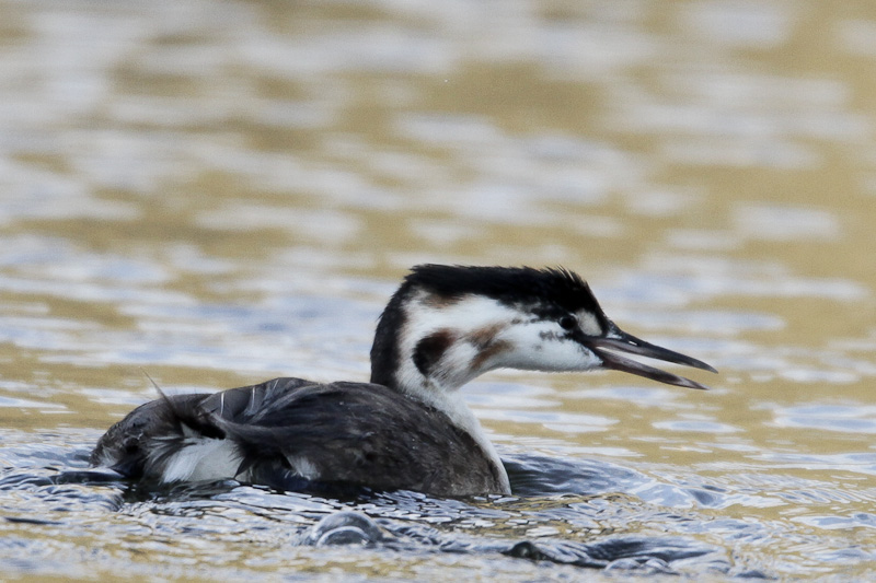 Australasian Crested Grebe