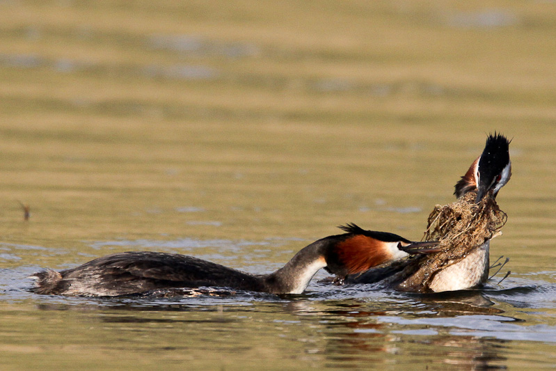 Australasian Crested Grebe