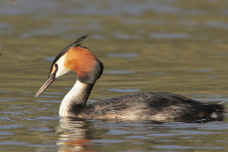 Australasian Crested Grebe