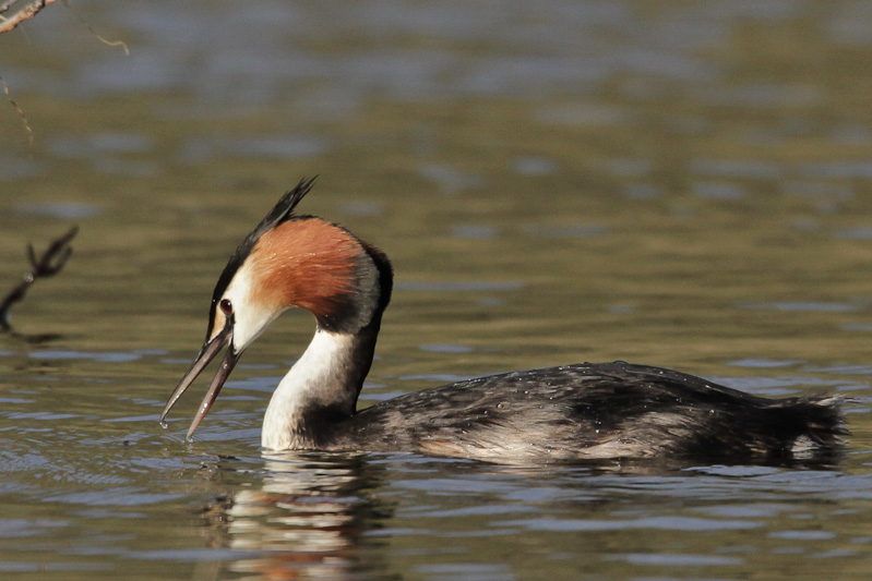 Australasian Crested Grebe