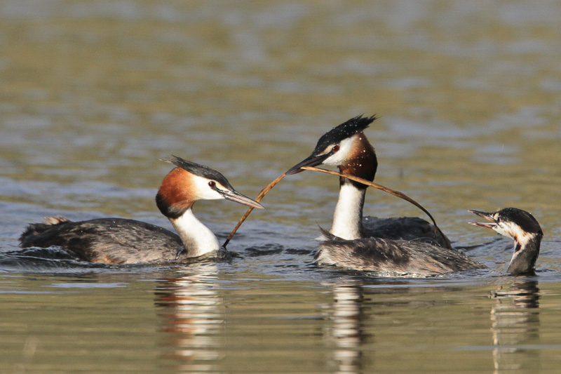 Australasian Crested Grebe