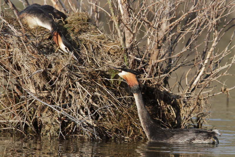 Australasian Crested Grebe