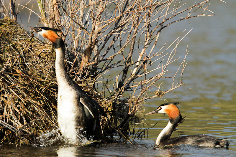Australasian Crested Grebe