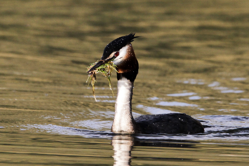 Australasian Crested Grebe