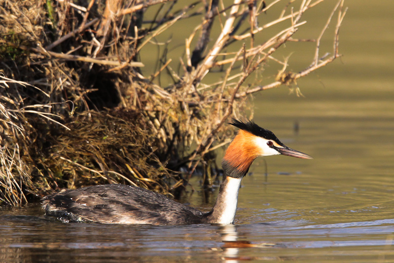 Australasian Crested Grebe