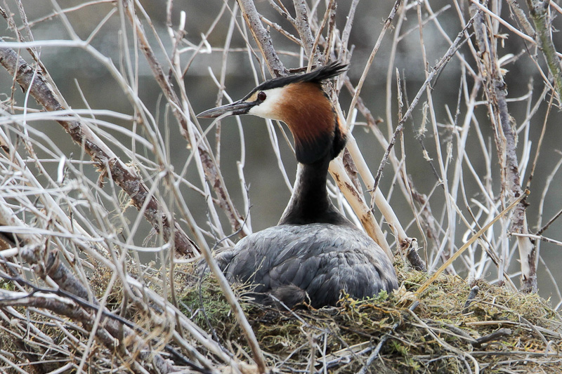 Australasian Crested Grebe